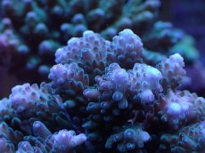 画像2: No.20 浅場ミドリイシ (2)