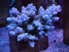 画像1: No.21 浅場ミドリイシ (1)