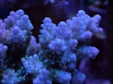 画像2: No.21 浅場ミドリイシ (2)