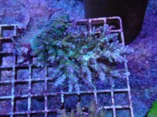 画像1: No.22 深場ミドリイシ (1)