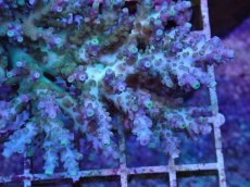 画像2: No.22 深場ミドリイシ (2)