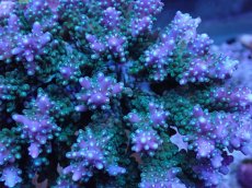 画像2: No.24 浅場ミドリイシ (2)