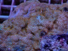 画像2: No.25 コモンサンゴsp　オレンジポリプ (2)