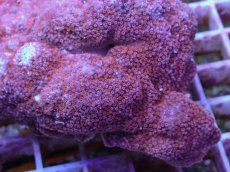 画像2: No.26 コモンサンゴsp　レッドポリプ (2)