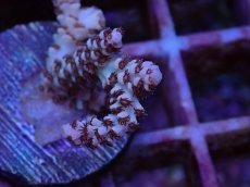 画像2: No.28 セラーゴ (2)