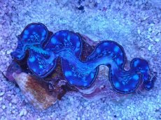 画像1: No.30 シラナミガイ　ブルーメタリック (1)