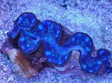 画像2: No.30 シラナミガイ　ブルーメタリック (2)