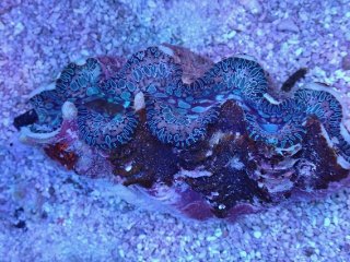 他の生き物たち - AQUASTYLE YOU（アクアスタイルユー）