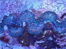 画像2: No.31 トガリシラナミガイ (2)