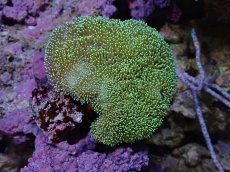 画像1: No.1 ウミキノコ　グリーン (1)