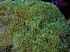 画像2: No.1 ウミキノコ　グリーン (2)