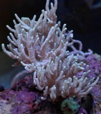 画像1: No.1 ナガレカタトサカ (1)