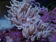 画像2: No.1 ナガレカタトサカ (2)