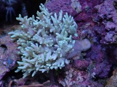 画像1: No.2 ナガレカタトサカ (1)