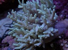 画像2: No.2 ナガレカタトサカ (2)