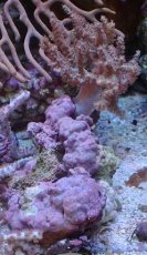 画像1: No.3 ナガレカタトサカ (1)