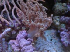 画像2: No.3 ナガレカタトサカ (2)