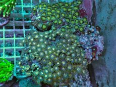 画像1: No.1 ベトナム産 マメスナギンチャク　Lサイズ (1)