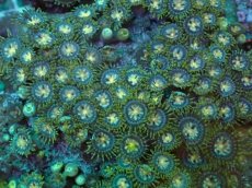 画像2: No.1 ベトナム産 マメスナギンチャク　Lサイズ (2)