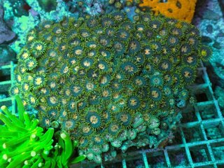 No.11 フィジー産 オオバナサンゴ グリーンマルチを買うならアクア