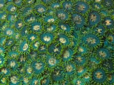 画像2: No.2 ベトナム産 マメスナギンチャク　Lサイズ (2)