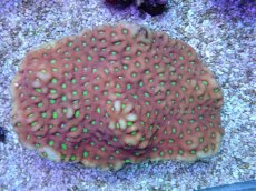 画像1: No.1 キクメイシsp (1)