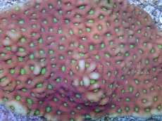 画像2: No.1 キクメイシsp (2)