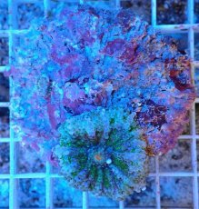 画像1: No.1 　バブルディスク (1)