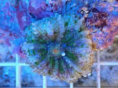 画像2: No.1 　バブルディスク (2)