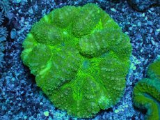 画像1: No.1 　ハナガタサンゴ (1)