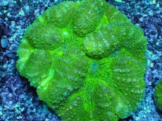 画像2: No.1 　ハナガタサンゴ (2)