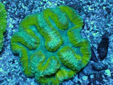 画像1: No.2 　ハナガタサンゴ (1)