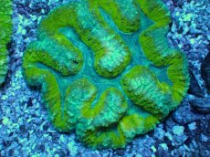 画像2: No.2 　ハナガタサンゴ (2)