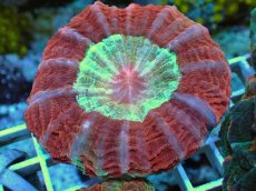 画像1: No.1 アザミハナガタサンゴ　レッドツートン (1)
