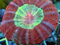 画像2: No.1 アザミハナガタサンゴ　レッドツートン (2)