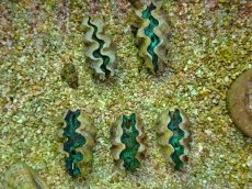 画像1: No.1 ヒメシャコガイ（ヒメジャコガイ）　一個体 (1)