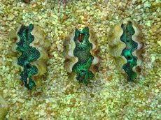 画像2: No.1 ヒメシャコガイ（ヒメジャコガイ）　一個体 (2)