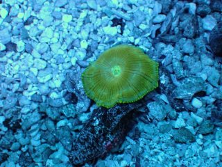 ディスクコーラル オレンジxブルー 1個体（No,574c） : G3 AQUA