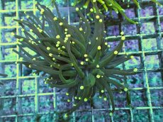 画像1: No.1 グリーントーチ (1)