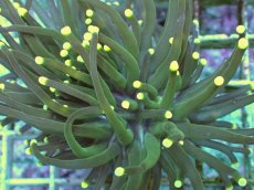 画像2: No.1 グリーントーチ (2)