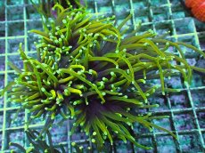 画像1: No.2 ゴールドトーチ　ドラゴンソウル (1)