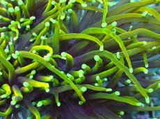 画像2: No.2 ゴールドトーチ　ドラゴンソウル (2)