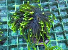 画像1: No.3 ゴールドトーチ　ドラゴンソウル (1)