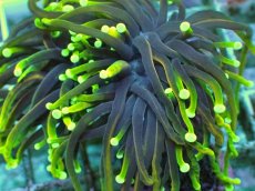 画像2: No.3 ゴールドトーチ　ドラゴンソウル (2)