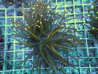 値下げ！オーストラリア産　オオバナサンゴ 値下げ！オーストラリア産 オオバナサンゴ 値下げ！オーストラリア産