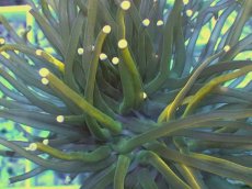 画像2: No.4 Holy grail Torch ホーリーグレイル HGトーチB (2)