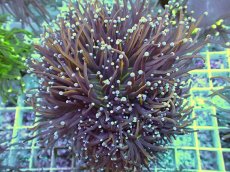 画像1: No.5 ゴールドトーチ　24K (1)