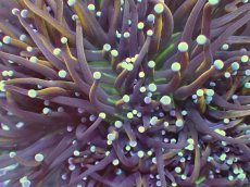 画像2: No.5 ゴールドトーチ　24K (2)