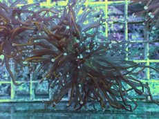 画像1: No.6 ゴールドトーチ　24K (1)