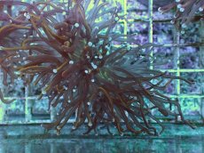 画像2: No.6 ゴールドトーチ　24K (2)